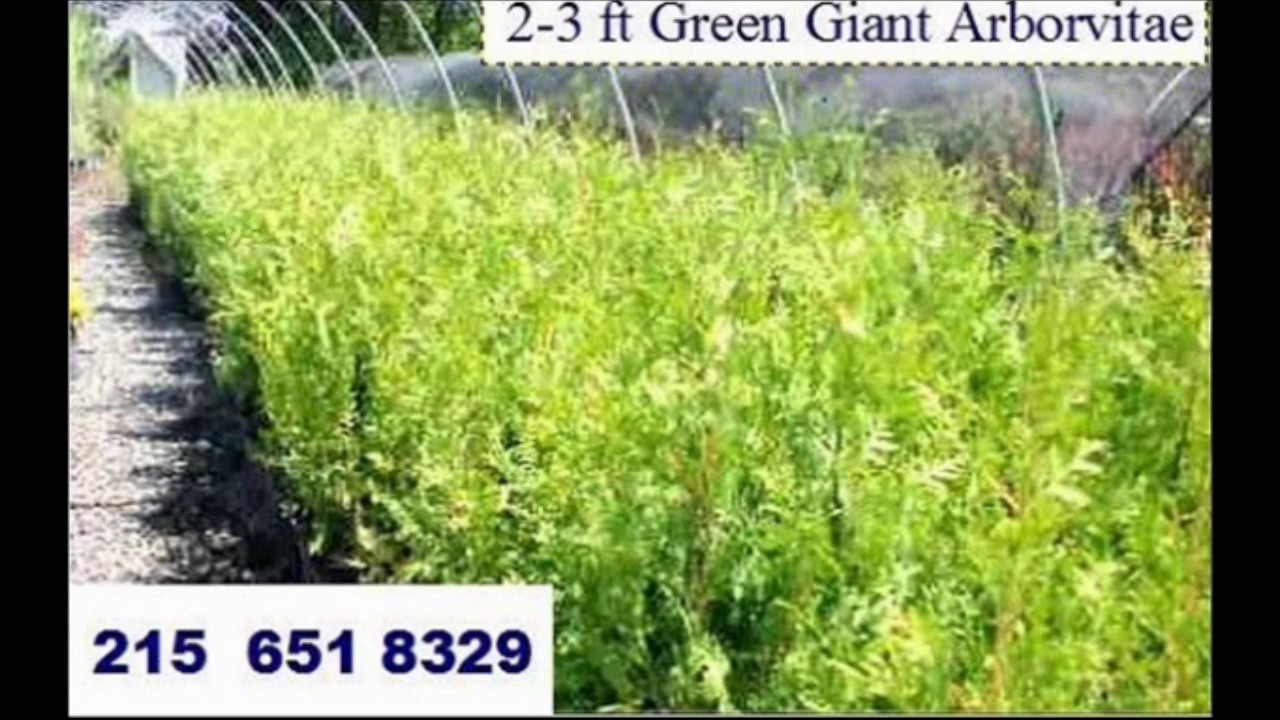 Green giant arborvita mature delaware