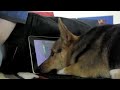 Bexar the dog plays with Beatwave on ipad