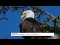 Sakrifica e shqiponjës për të ‘rilindur’ dhe jetuar 30 vite më shumë - KURIOZITET ZICO TV