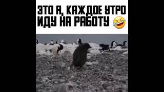 Это Я Утром Иду На Работу/В Школу