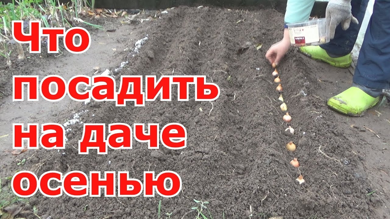 Сажать морковь с укропом 49 Сажать морковь с укропом 44
