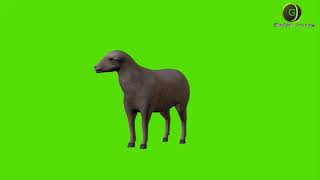 Sheep Green Screen Hd