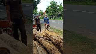 Cara Nyeping Kayu Jati 26 Desember 2019
