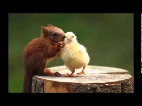 Pyar ko Ho Jane Do - Dushman - By Aloke Singh