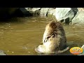Видео Зоопарк Киев • Бурый медведь купается