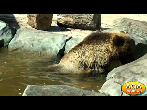 Зоопарк Киев • Бурый медведь купается