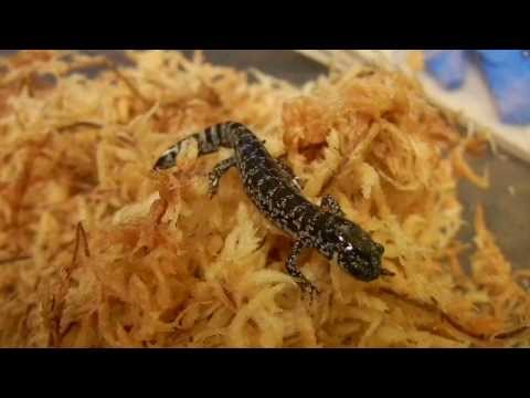 Header of Ambystoma bishopi