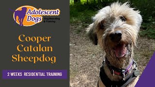 Cooper the Catalan Sheepdog - 2 Weeks Residential Dog Training