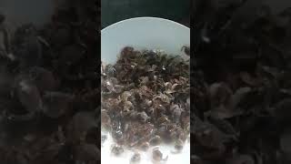 World Fast Growing Mudcrab Scylla Tranquebarica Green Crab Seed Production I
