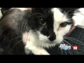Watch Stem cell therapy treats animal ailments, vets see improvement Video