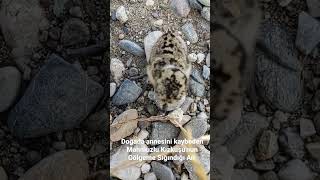 Dicle Nehrinde Annesini Kaybeden Mahmuzlu Kızkuşu