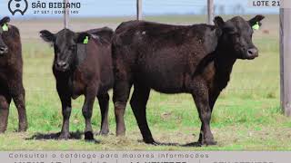 LOTE 21 - FÊMEAS ANGUS AD - LEILÃO VIRTUAL SÃO BIBIANO 2020