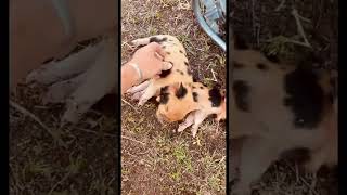 Fainting Kune Kune Piglets #shorts #pigs #funny