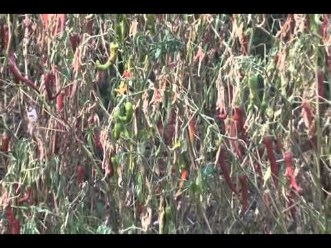 Fusarium Wilt Chilli Kannada Final_x264.mp4