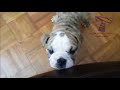 Cutest animal sounds - Funny and cute animal compilation