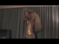 dragqueen