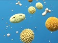 Vigyázz, kész, pollen