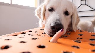 Cute Puppy Plays in Game Catch a Finger | Funny Dog Bailey