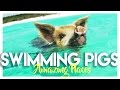 Swimming Pigs in Exuma Bahamas