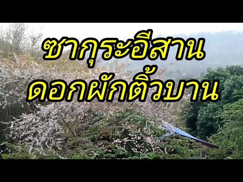 ซากุระอีสานดอกผักติ้วบาน@Boonta thasa thasa