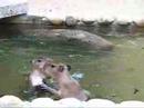 Fast And Furious! Running Capybaras
