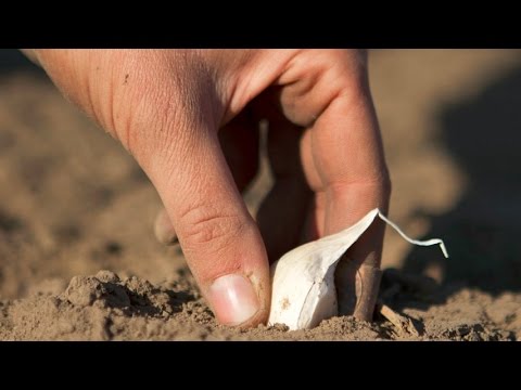 Когда сажать чеснок под зиму и какой Когда сажать чеснок под зиму и какой