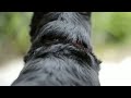 Видео VIDEO TEST WITH THE NIKON D3100 - 50mm 1.8D - HD -
