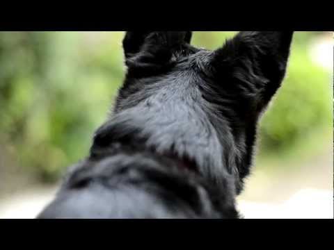 VIDEO TEST WITH THE NIKON D3100 - 50mm 1.8D - HD -