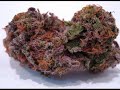 view Purple Chronic