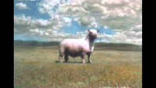 Watch 27 Cavalla video