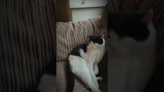 Yoda The Cat Edit