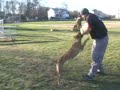 POLICE DOG TRAINING - K9 TRAINER FRED HASSEN