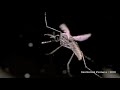 New Laser Zaps Mosquitoes in SlowMotion