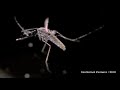New Laser Zaps Mosquitoes in SlowMotion