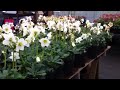 Hellebore Pink Frost