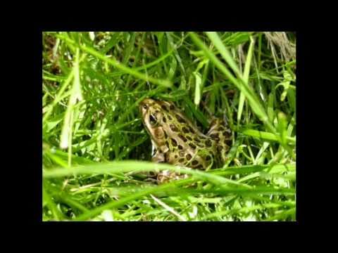 Leopard Frog Care