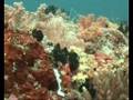 Meaning Of Dreams About Diving | RM. Meaning Of Dreams About Diving | RM.