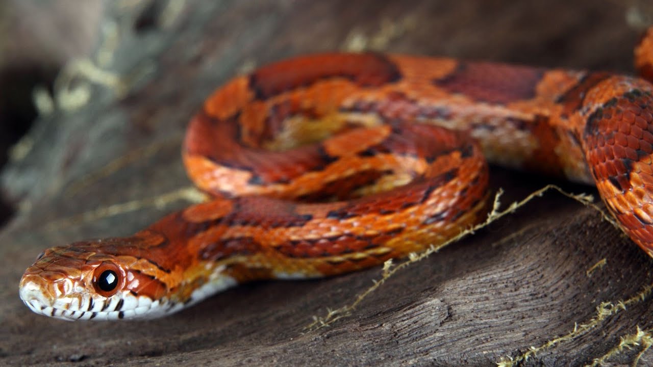 How to Take Care of a Corn Snake | Pet Snakes - YouTube