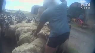 BREAKING: Sheep Beaten, Kicked, Cut, and Thrown Around in Scotland