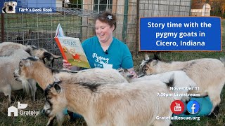 Pygmy goats story time