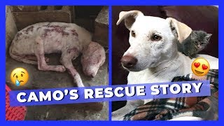 Camo's Amazing Rescue Transformation