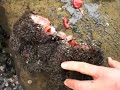 image Unik Batu Karang Pantai Hidup Dan Bisa Dimakan
