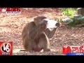 People In Corcern With Monkeys At Kinnerasani Wildlife Sanctuary | Khammam | Teenmaar News
