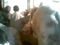 bakra eid qurbani 2011