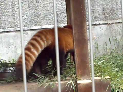 茶臼山動物園のレッサーパンダ
