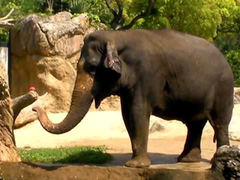 飼育の日（4／19）のゾウのラニー博子さん