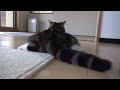 maru