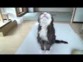 maru