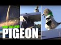Pigeon (Rémi Gaillard) - Movie scene
