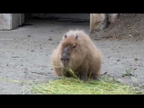 タン君のスローな食事（上野動物園カピバラ） | Capybara